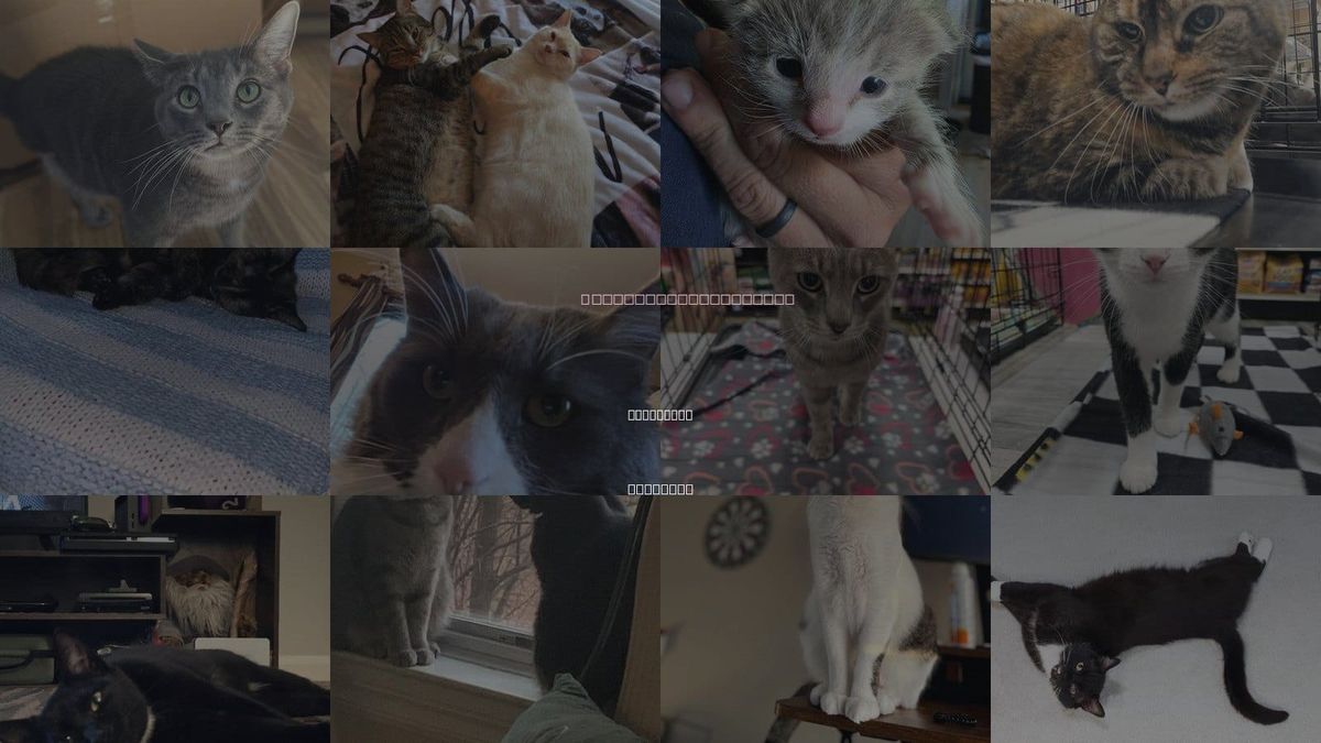 Cats for Adoption in Covington, Kentucky