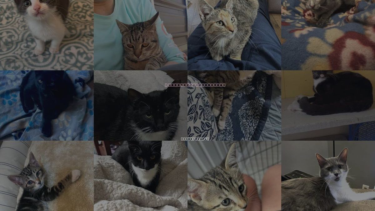 Cats for Adoption in Cranston, Rhode Island