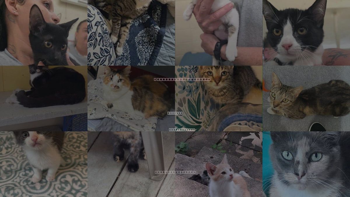 Cats for Adoption in Cranston, Rhode Island