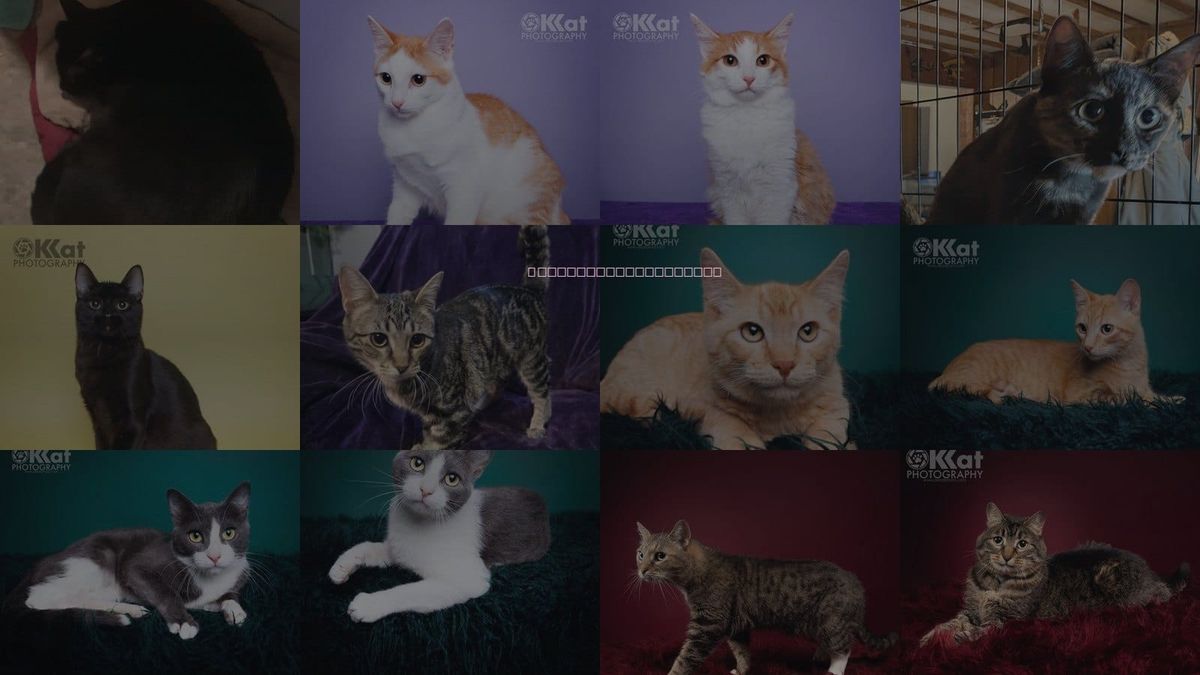 Cats for Adoption in Crescent, Oklahoma