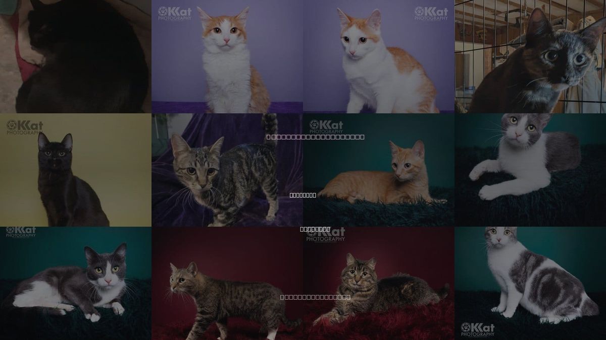 Cats for Adoption in Crescent, Oklahoma