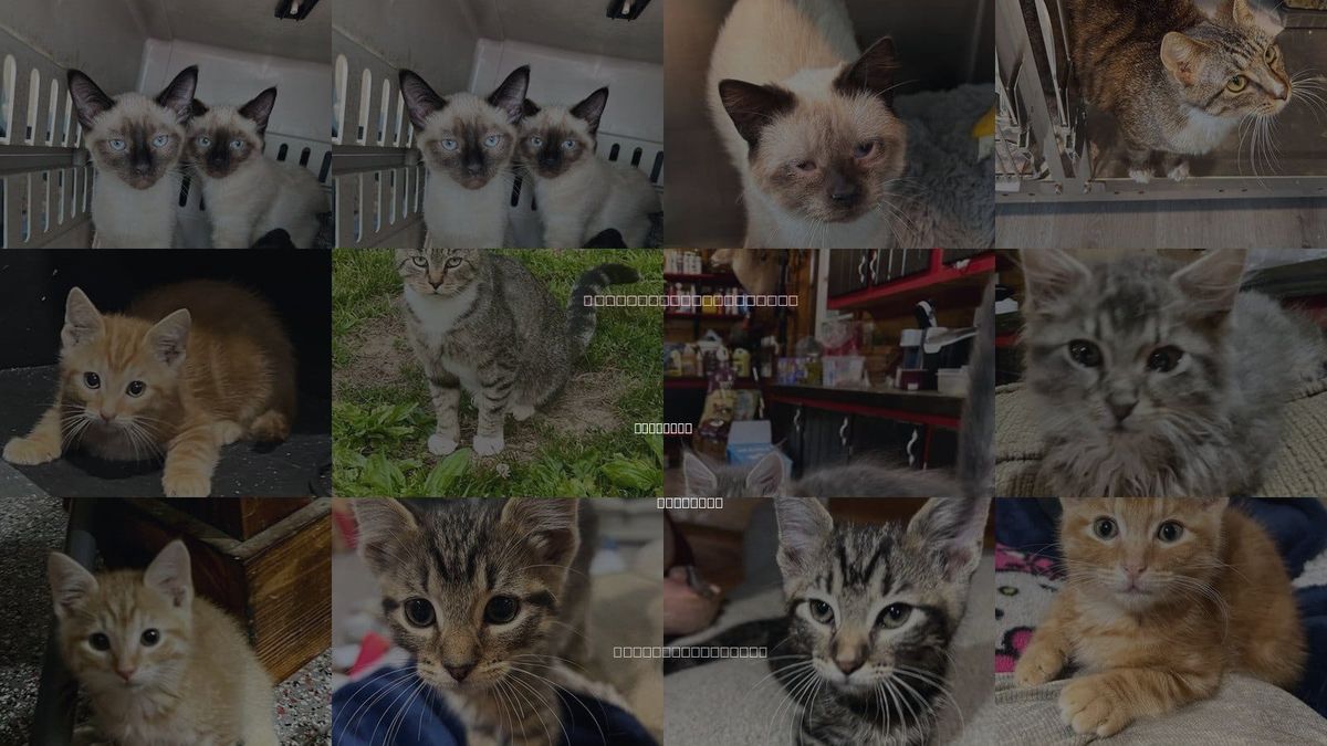 Cats for Adoption in Cromwell, Kentucky