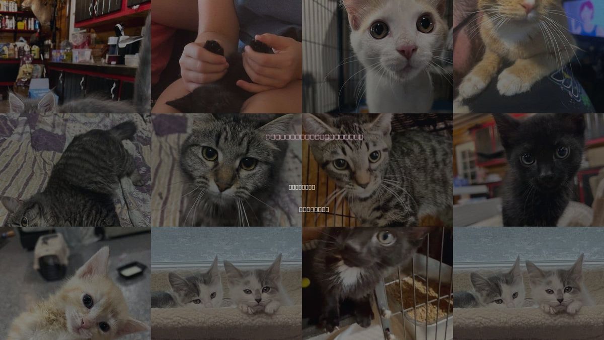 Cats for Adoption in Cromwell, Kentucky
