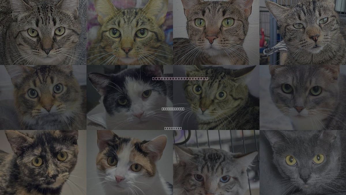 Cats for Adoption in Crystal Lake, Illinois