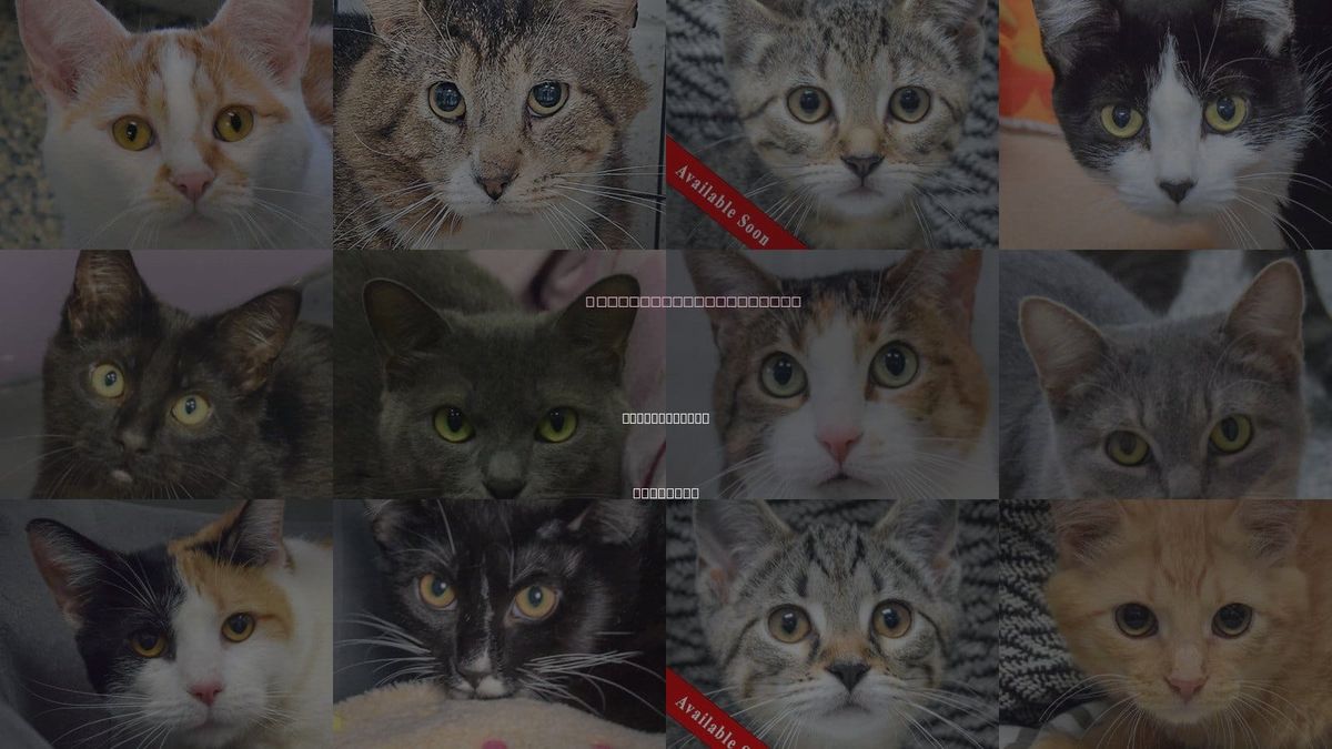 Cats for Adoption in Crystal Lake, Illinois