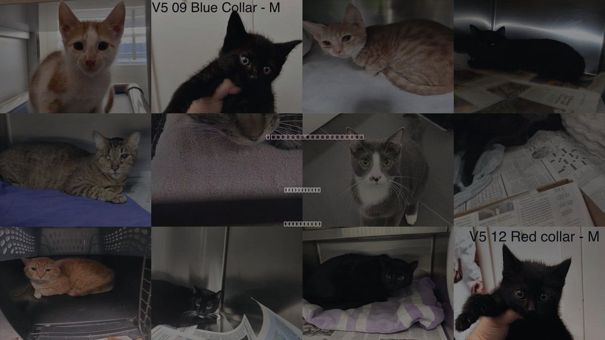 Cats for Adoption in Culver City, California
