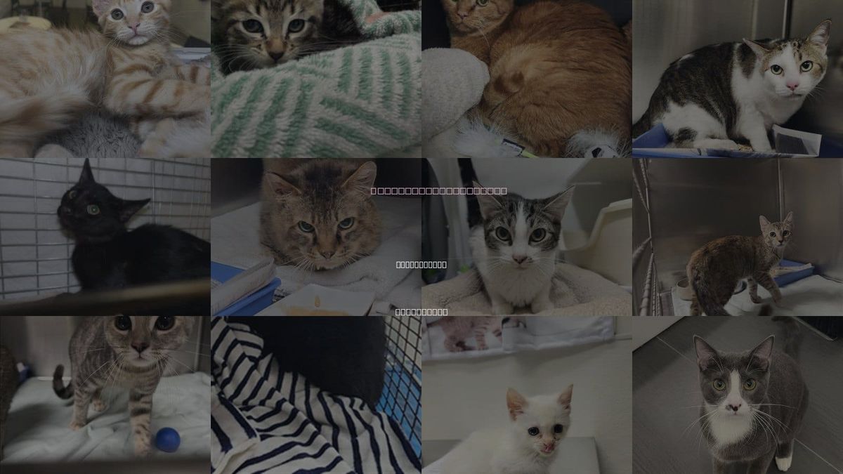 Cats for Adoption in Culver City, California
