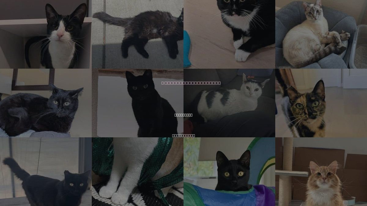 Cats for Adoption in Cupertino, California