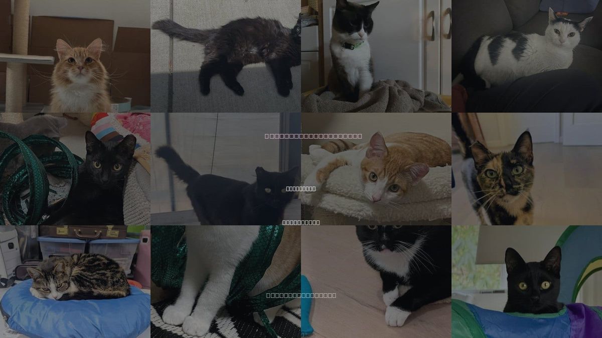 Cats for Adoption in Cupertino, California