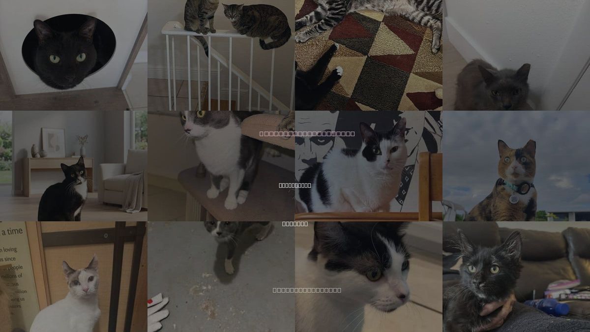 Cats for Adoption in Cutler Bay, Florida