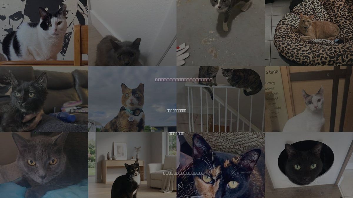 Cats for Adoption in Cutler Bay, Florida