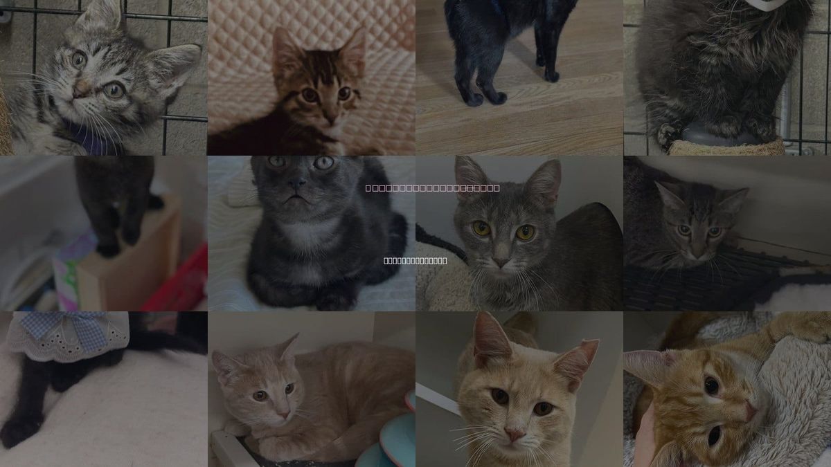 Cats for Adoption in Cuyahoga Falls , Ohio