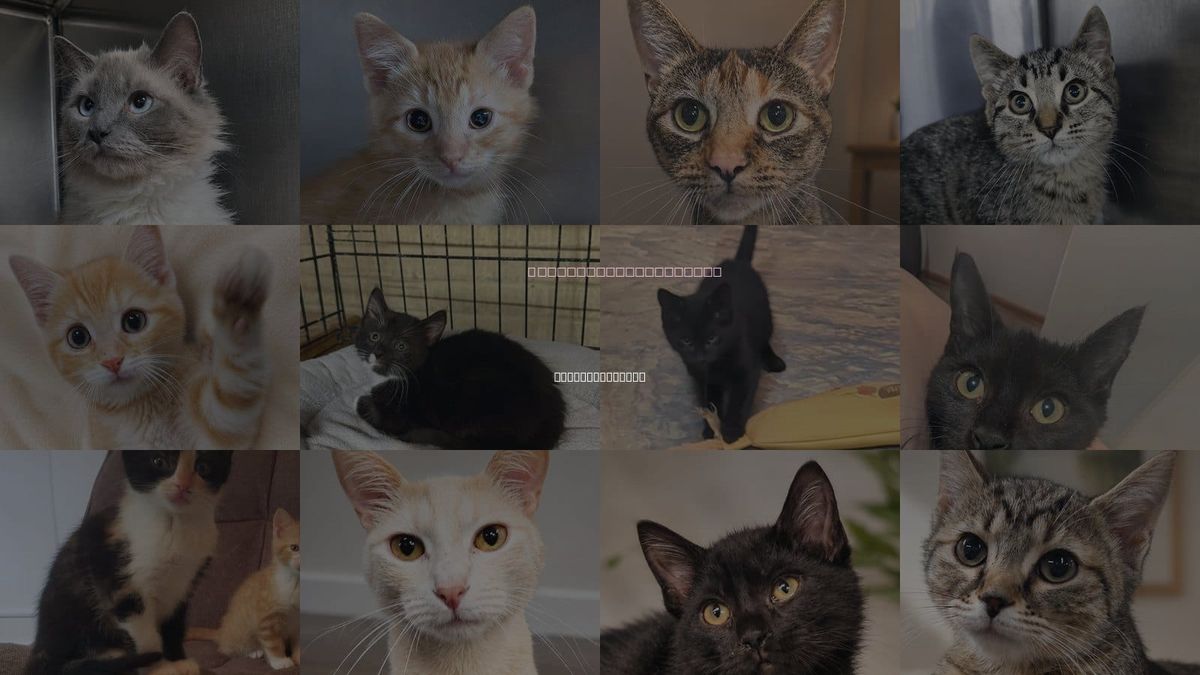 Cats for Adoption in Cuyahoga Falls, Ohio
