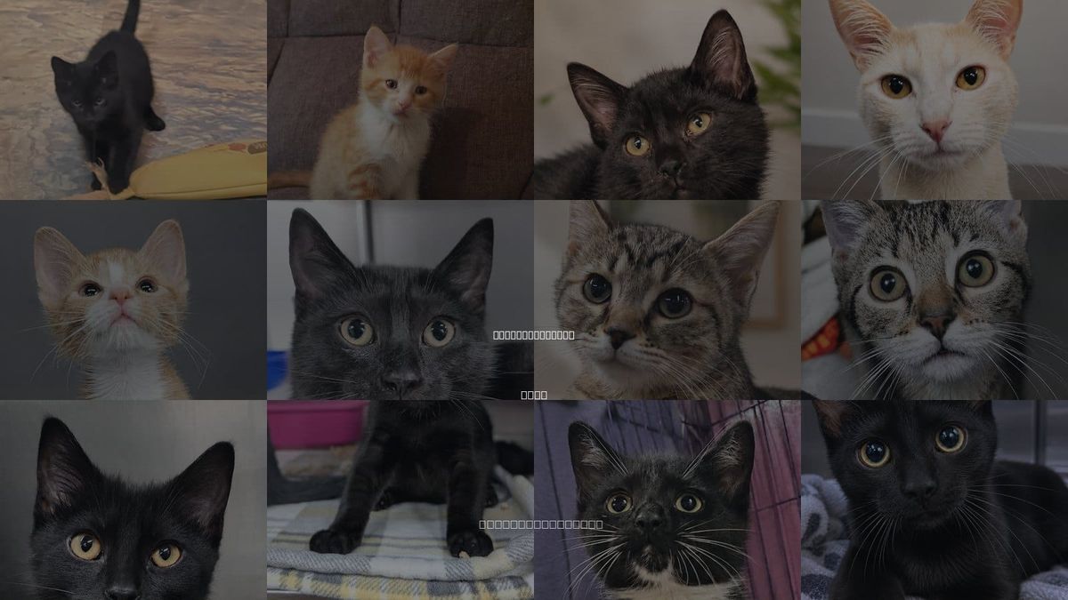 Cats for Adoption in Cuyahoga Falls, Ohio