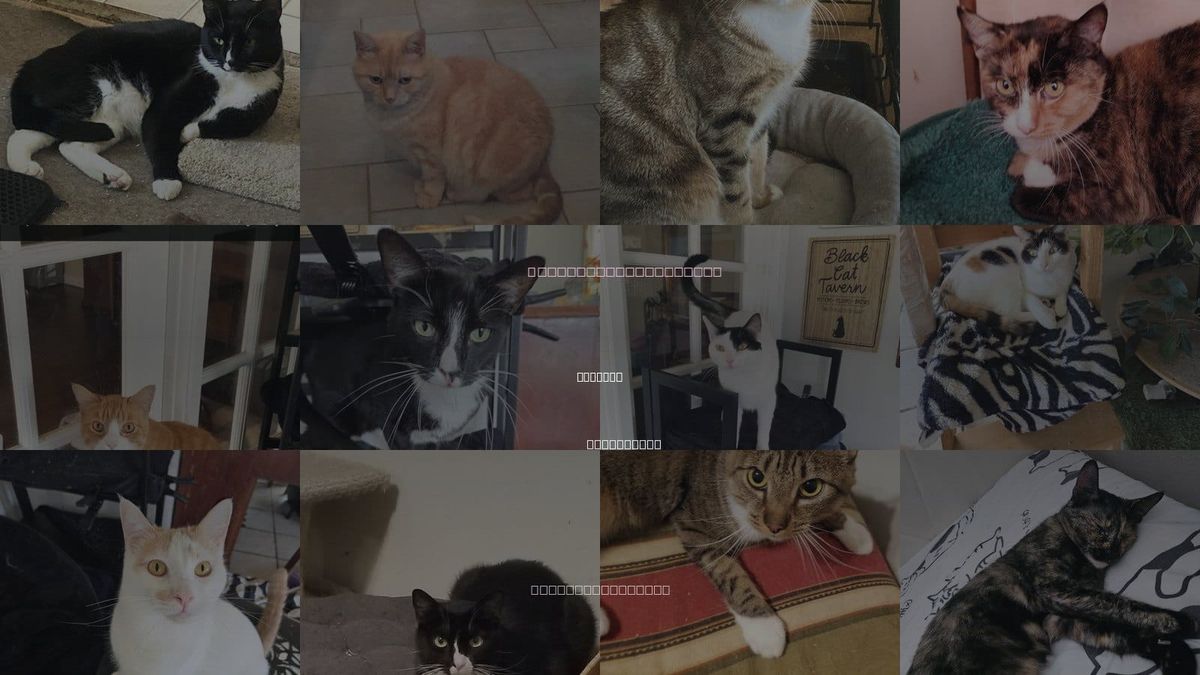 Cats for Adoption in Cypress, California