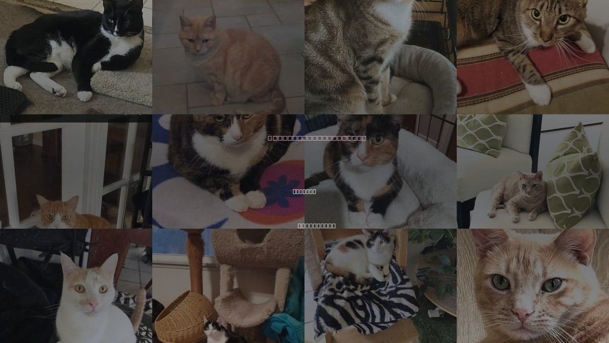 Cats for Adoption in Cypress, California