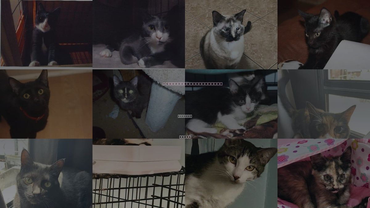 Cats for Adoption in Cypress, Texas