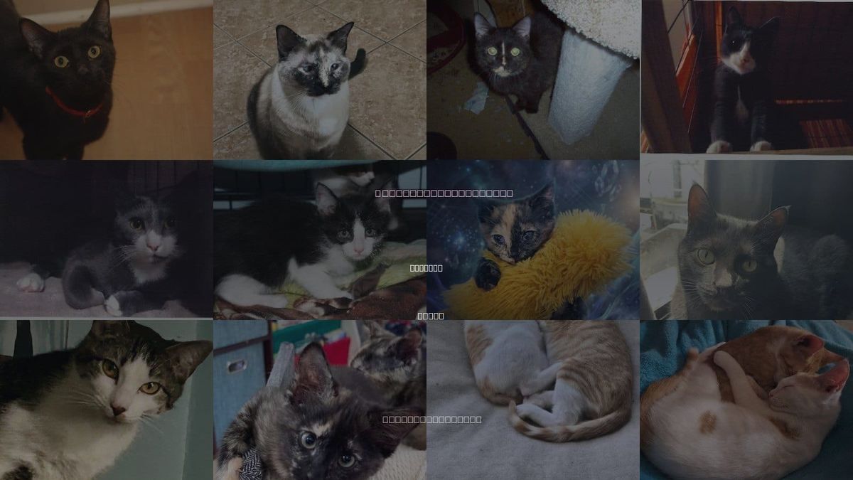 Cats for Adoption in Cypress, Texas