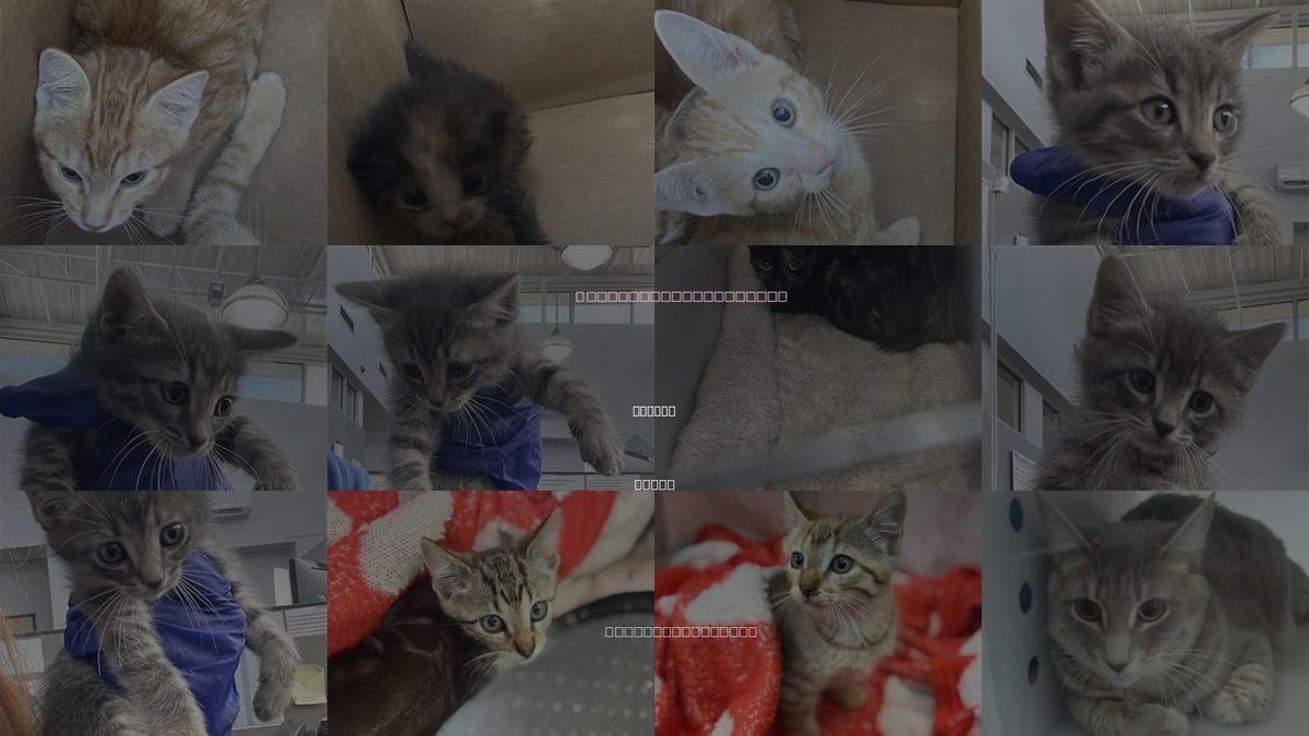 Cats for Adoption in Dallas, Texas