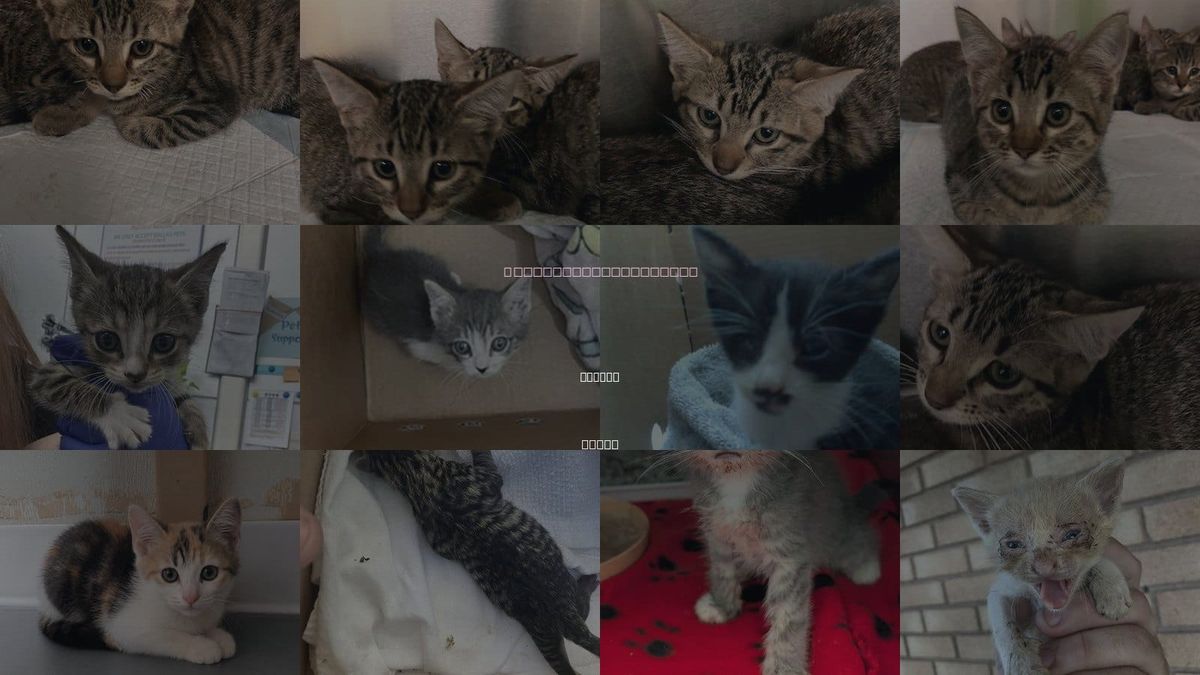 Cats for Adoption in Dallas, Texas