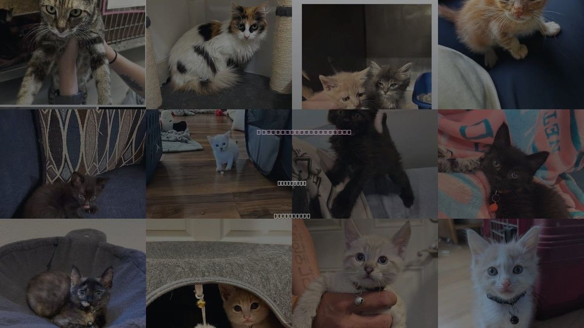 Cats for Adoption in Daly City, California