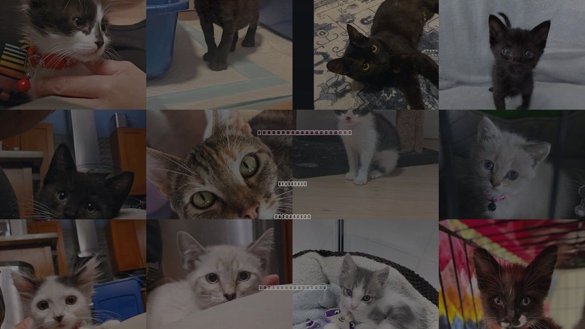 Cats for Adoption in Daly City, California