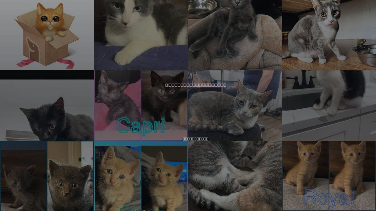 Cats for Adoption in Danbury, Connecticut