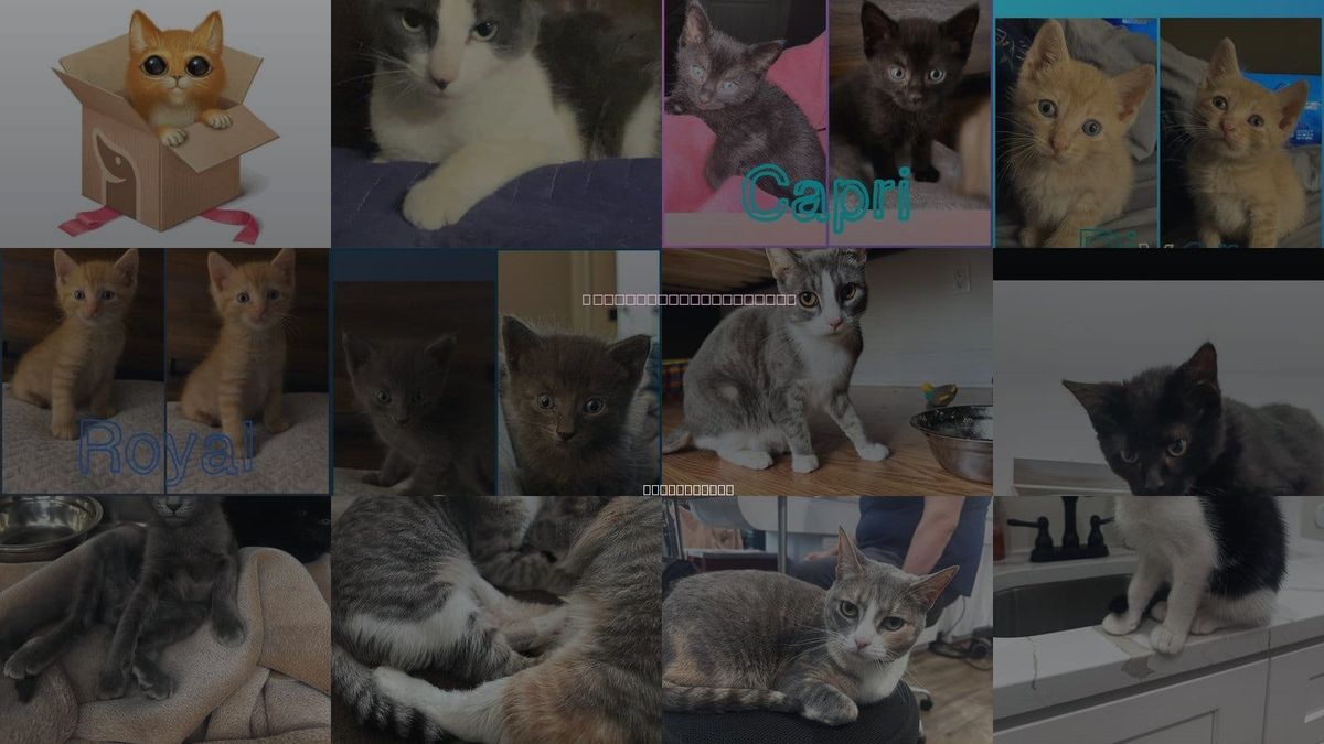 Cats for Adoption in Danbury, Connecticut