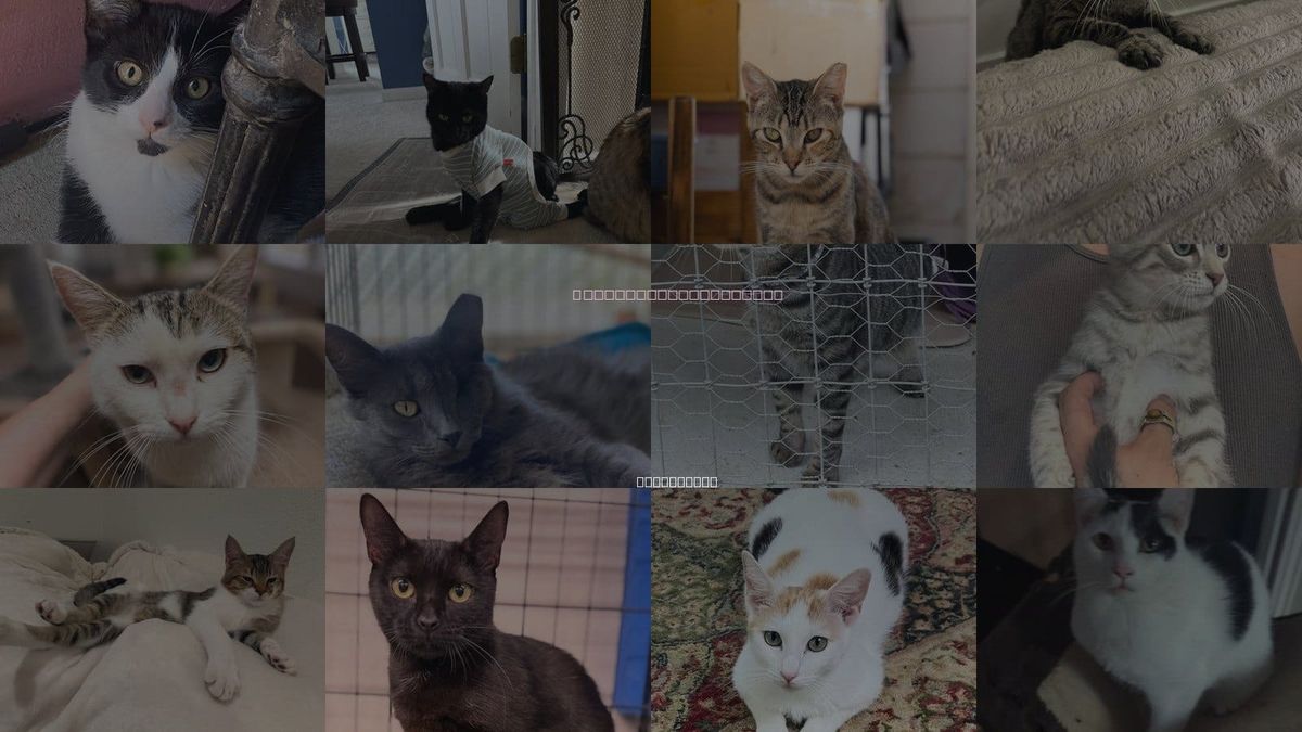Cats for Adoption in Danville, California