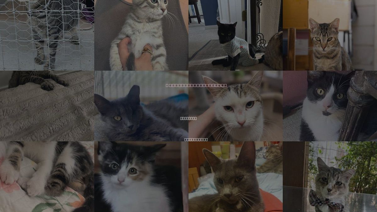 Cats for Adoption in Danville, California