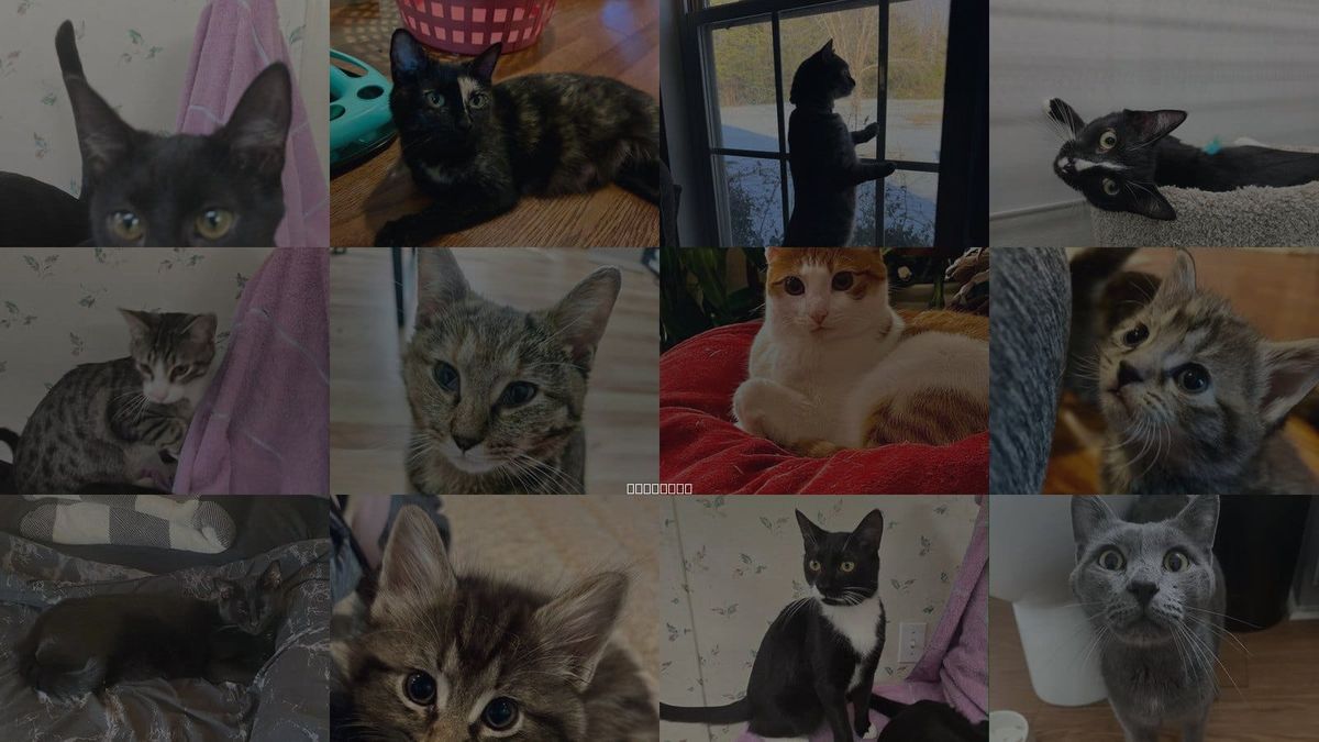 Cats for Adoption in Danville, Virginia