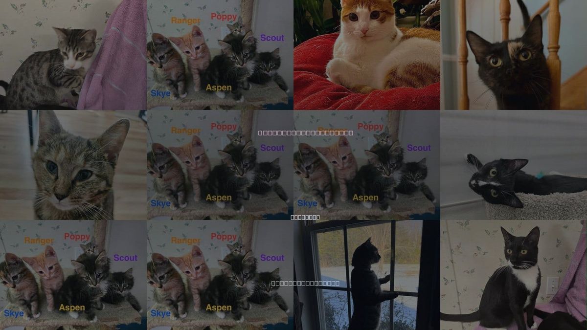 Cats for Adoption in Danville, Virginia