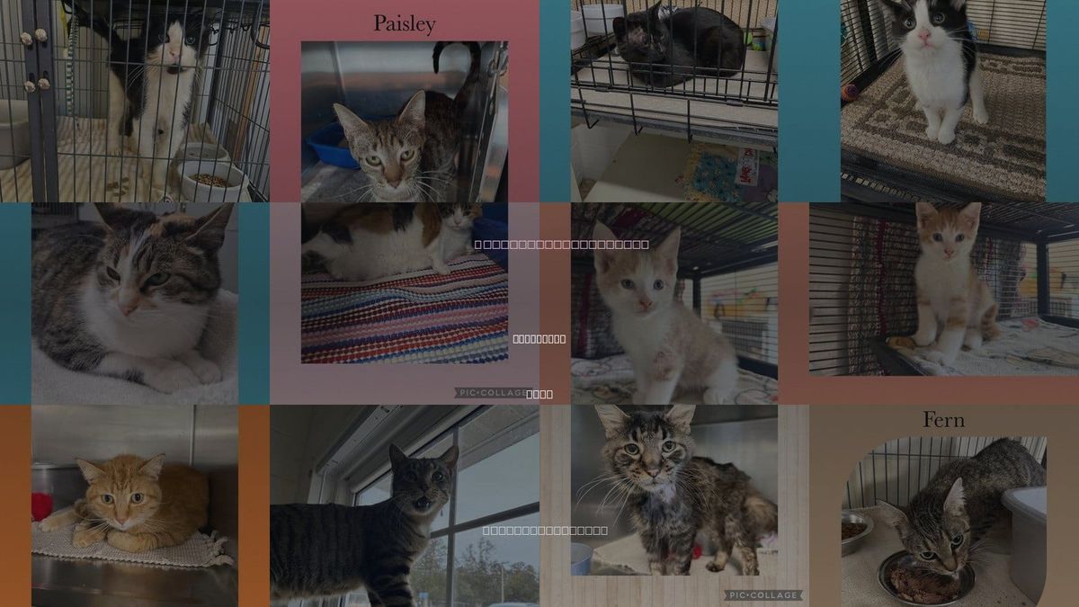 Cats for Adoption in Davenport, Iowa