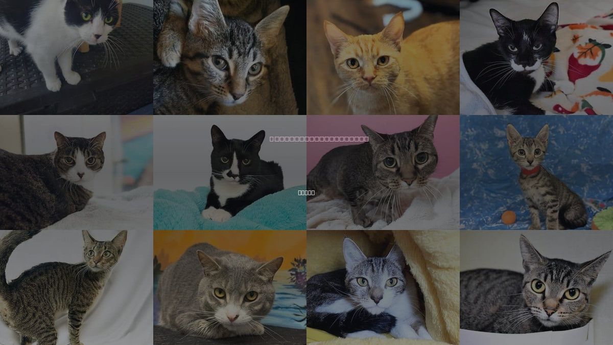 Cats for Adoption in Davie, Florida