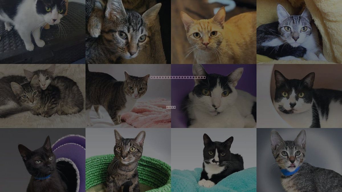 Cats for Adoption in Davie, Florida