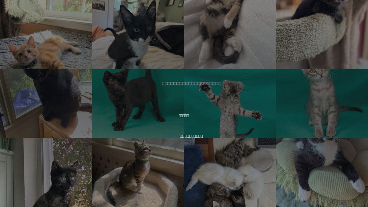 Cats for Adoption in Davis, California