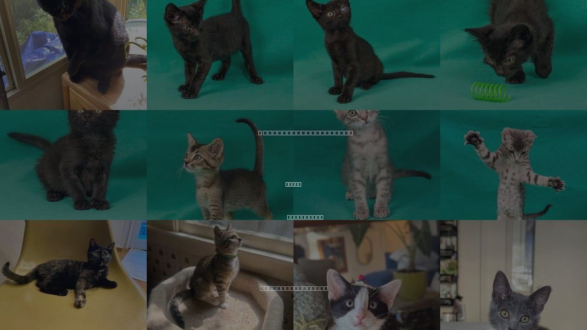 Cats for Adoption in Davis, California