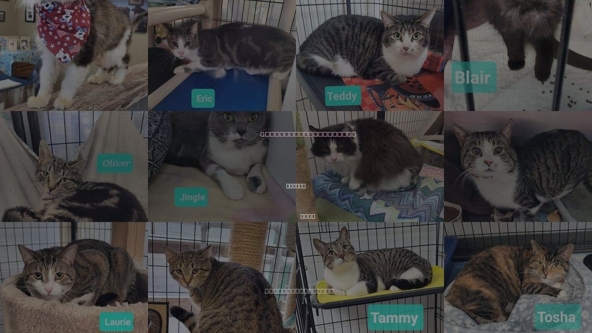 Cats for Adoption in Dayton, Ohio