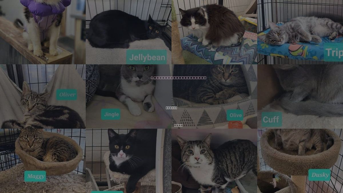 Cats for Adoption in Dayton, Ohio