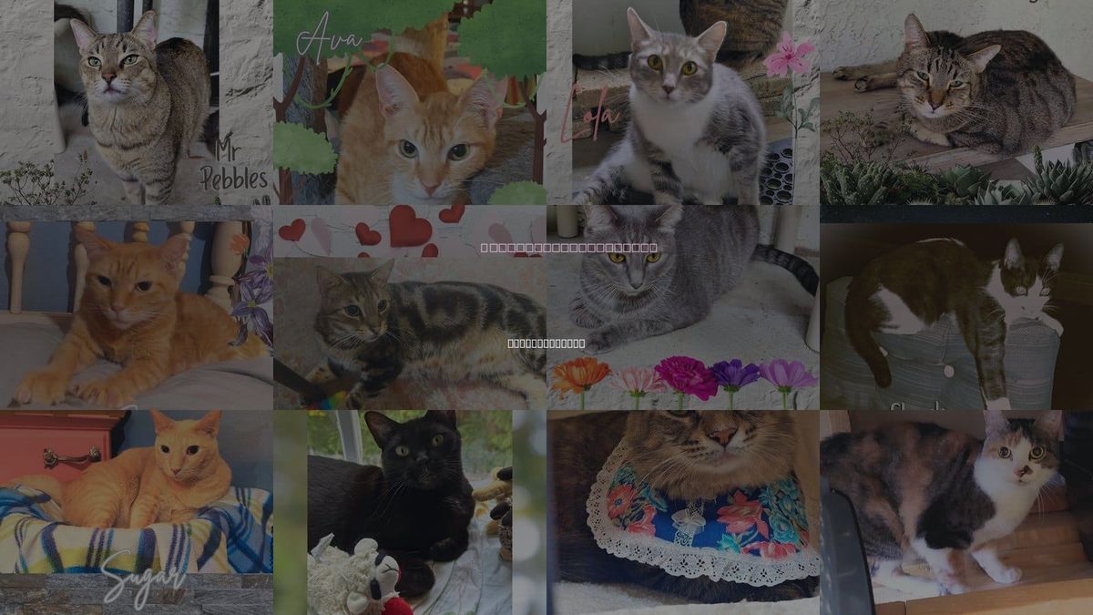 Cats for Adoption in Daytona Beach, Florida
