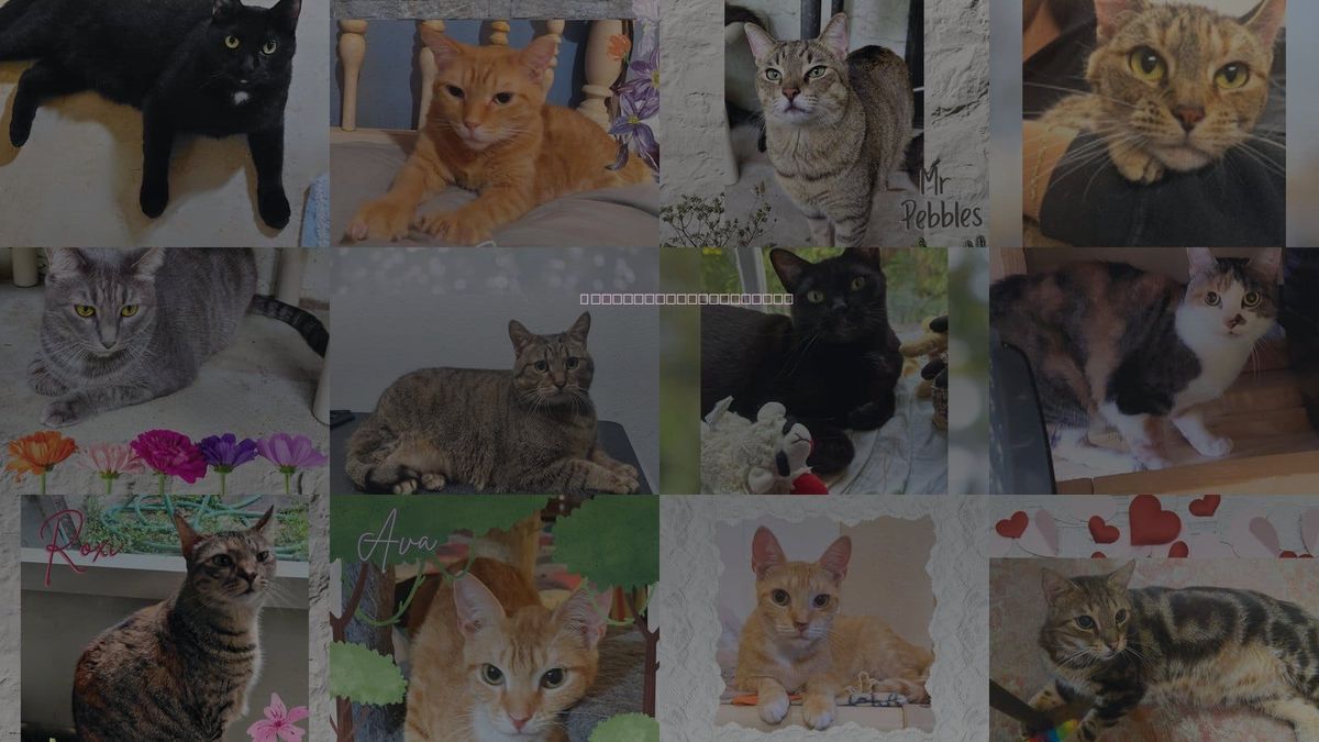 Cats for Adoption in Daytona Beach, Florida