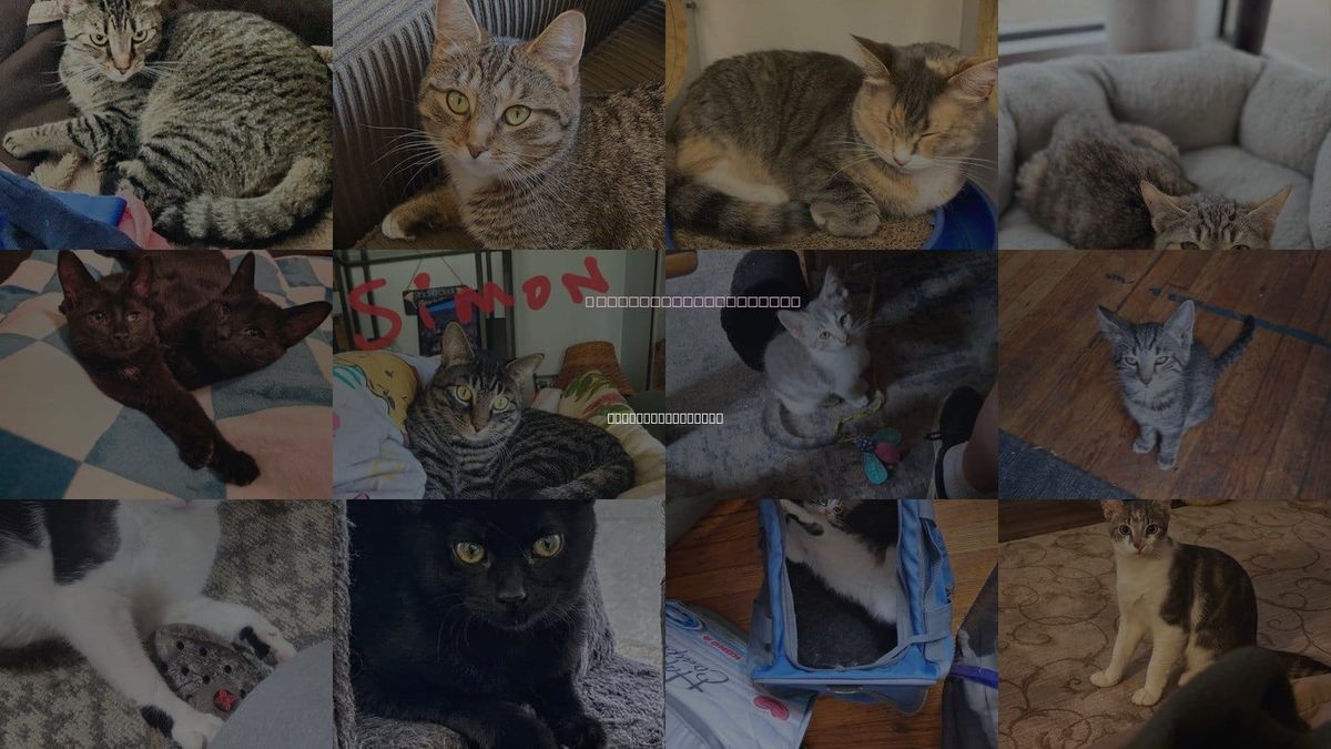 Cats for Adoption in Dearborn Heights, Michigan