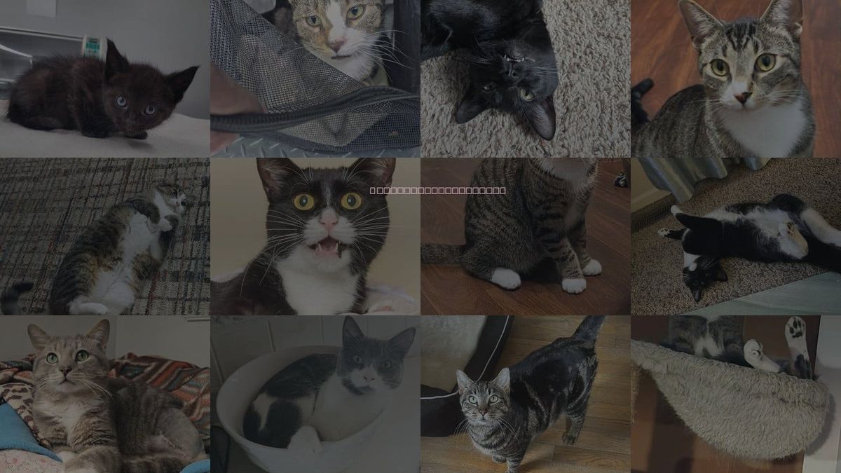 Cats for Adoption in Dearborn, Michigan