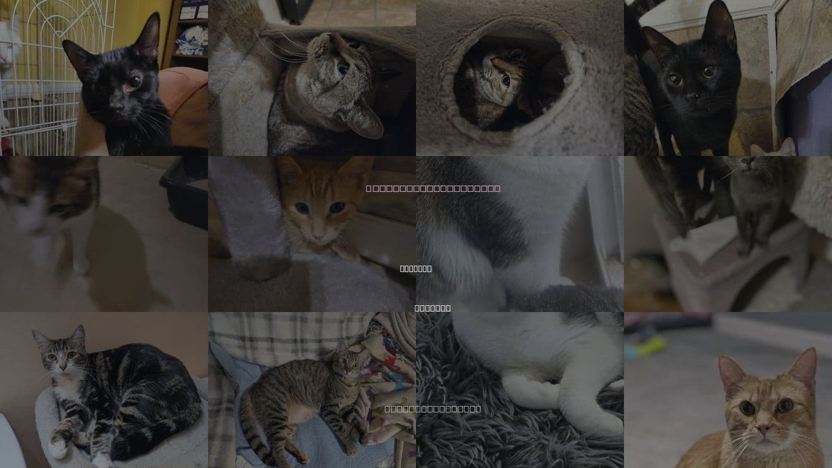Cats for Adoption in Decatur, Alabama