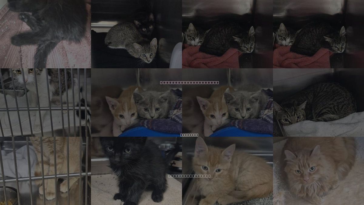 Cats for Adoption in Decatur, Illinois