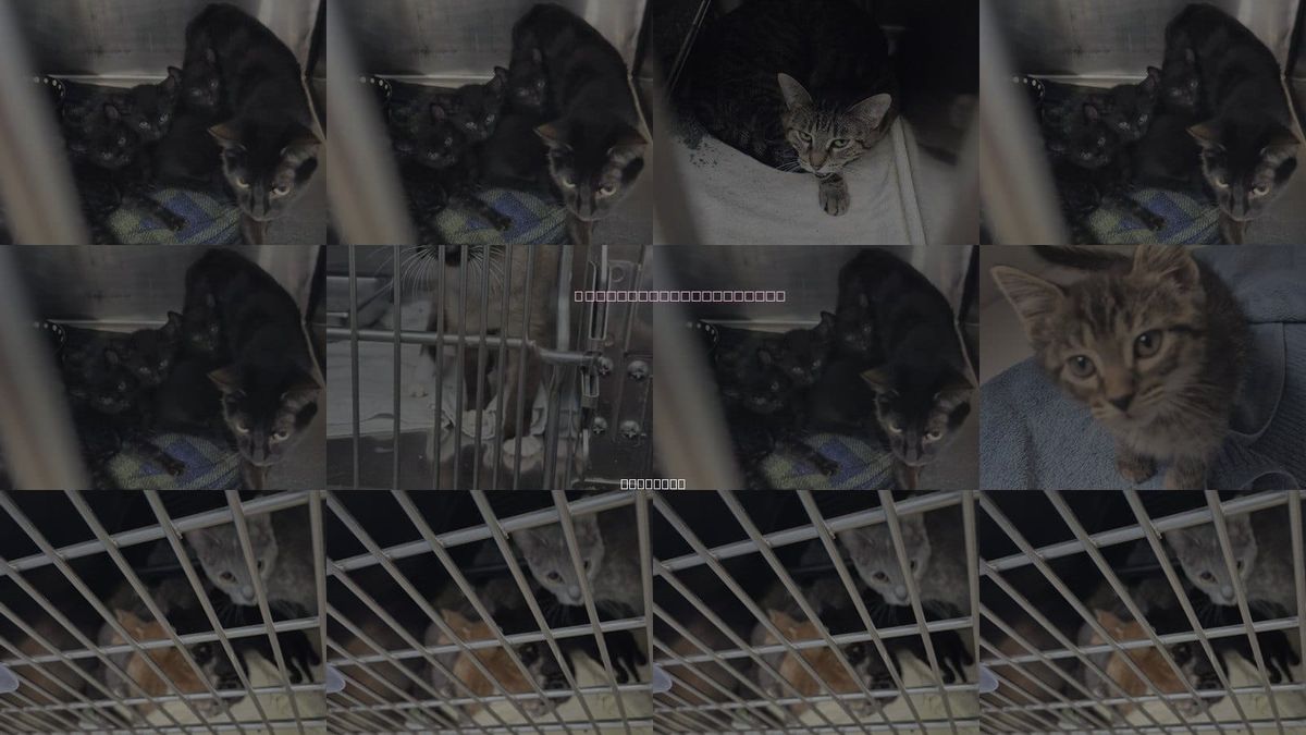 Cats for Adoption in Decatur, Illinois