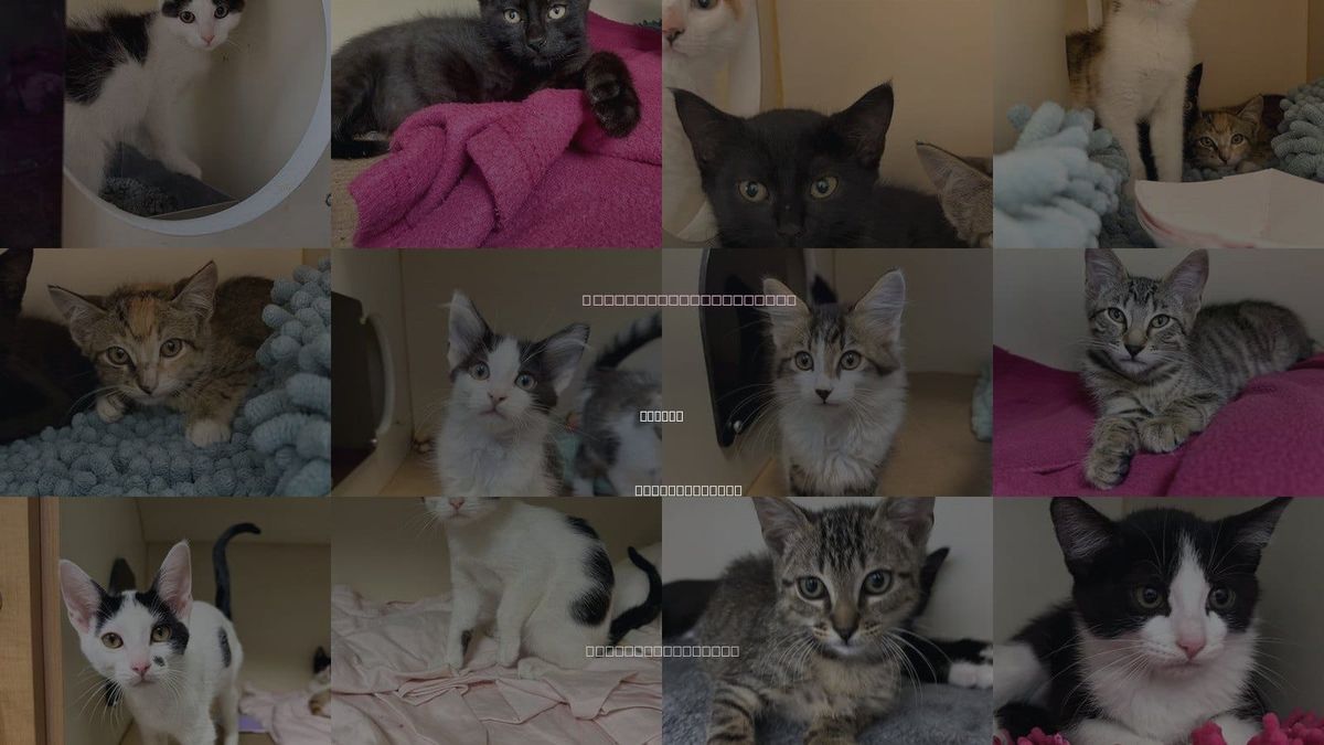 Cats for Adoption in Dedham, Massachusetts