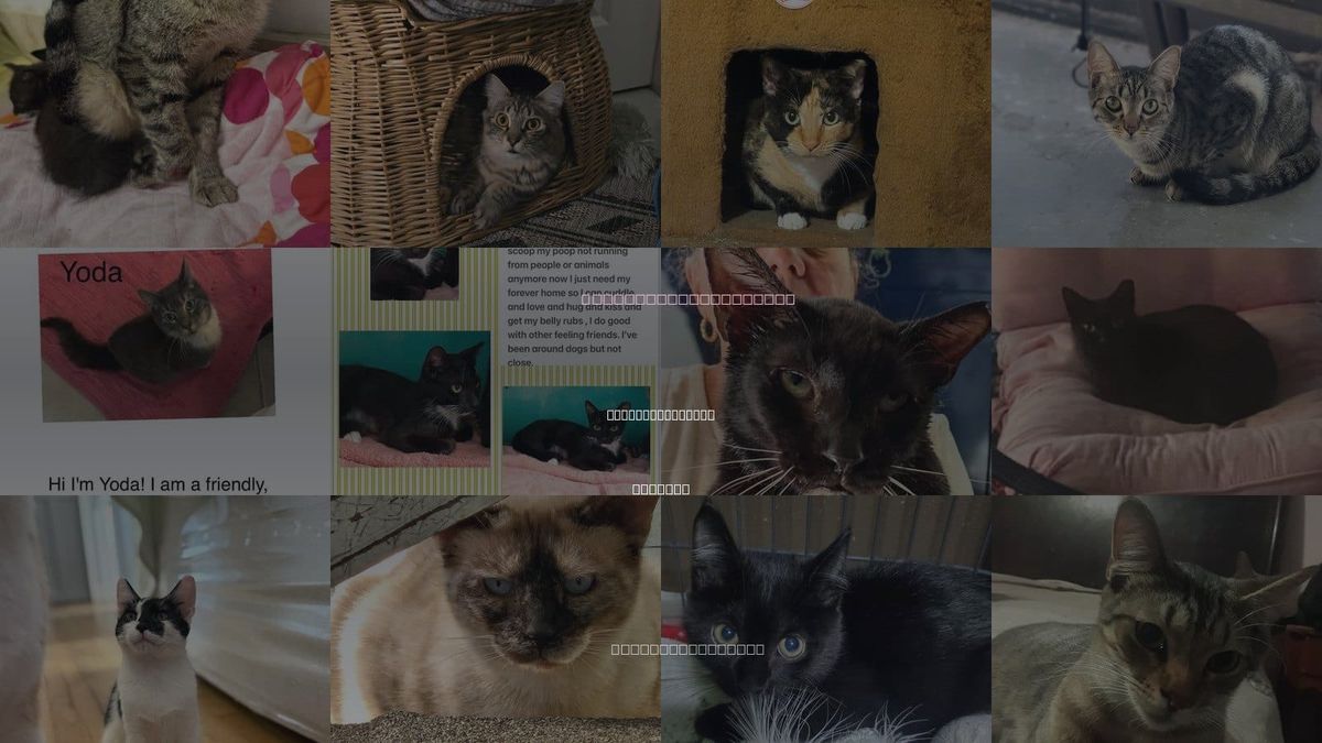 Cats for Adoption in Deerfield Beach, Florida