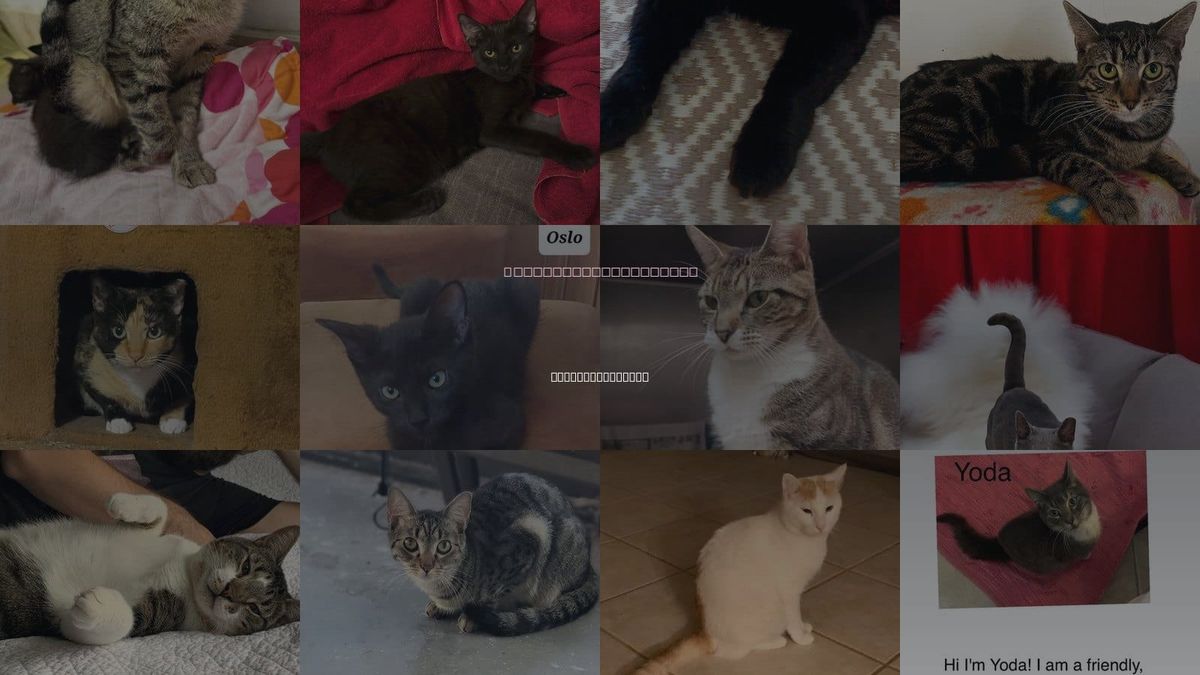 Cats for Adoption in Deerfield Beach, Florida