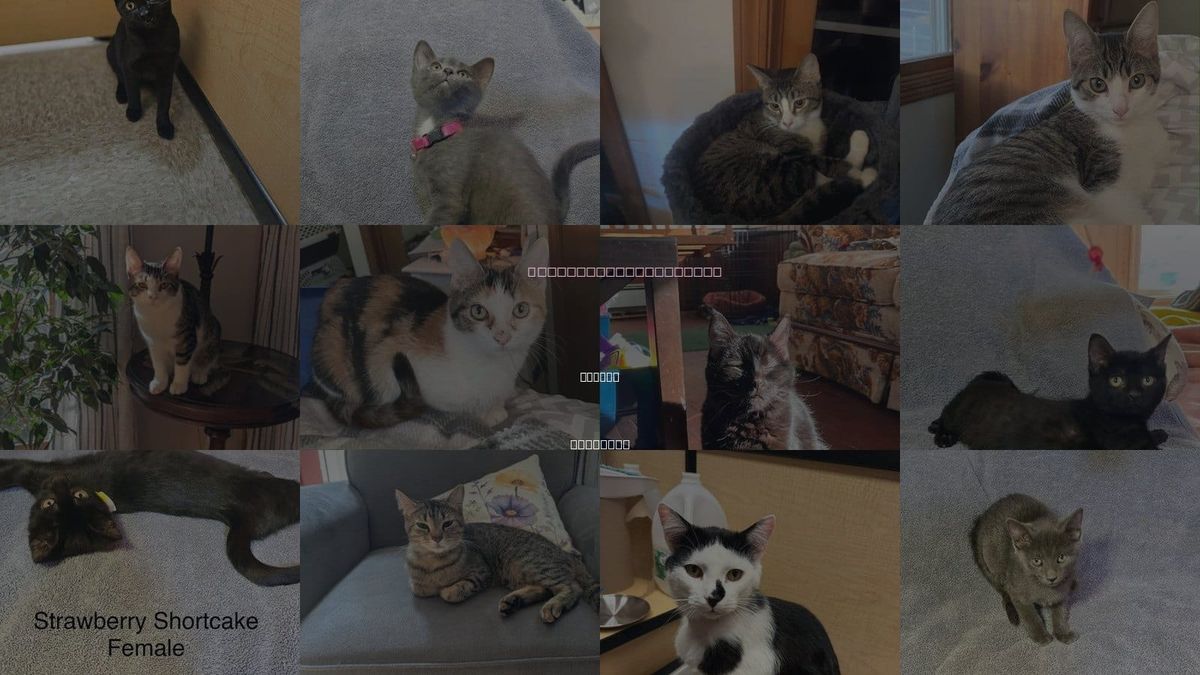 Cats for Adoption in DeKalb, Illinois